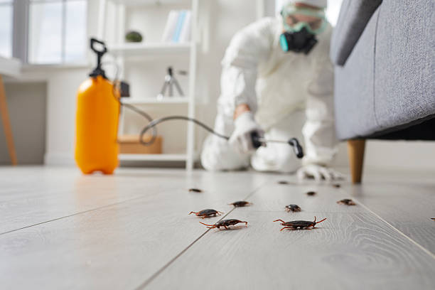 Post-Treatment Bed Bug Interceptor Monitoring in Mount Vernon